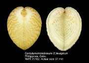 Corculum monstrosum (f) levigatum